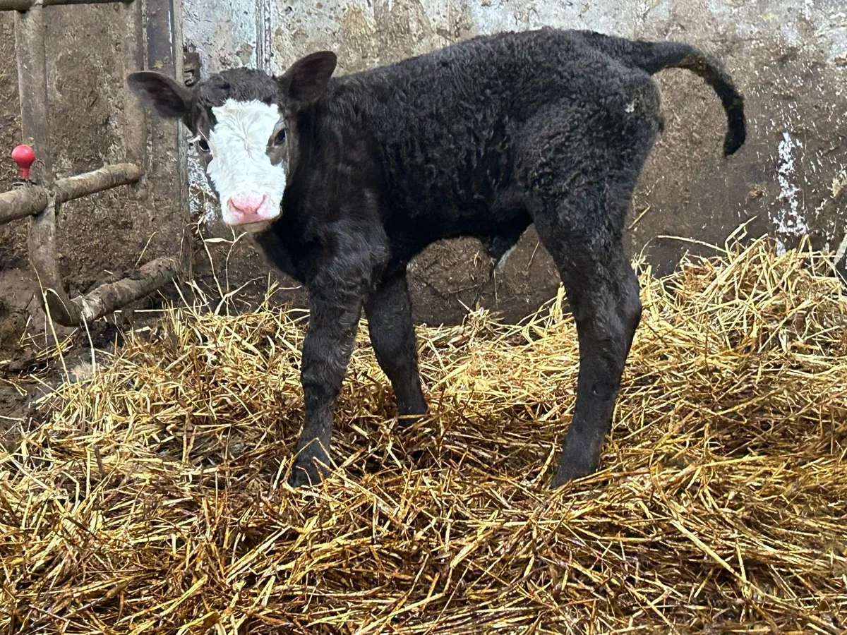 Super first calved simental heifer - Image 3