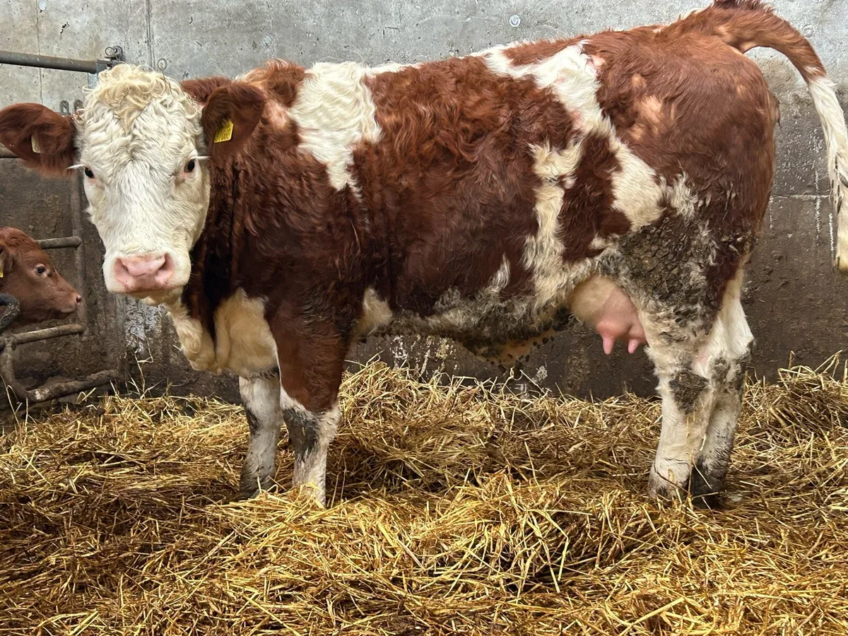 Super first calved simental heifer - Image 4