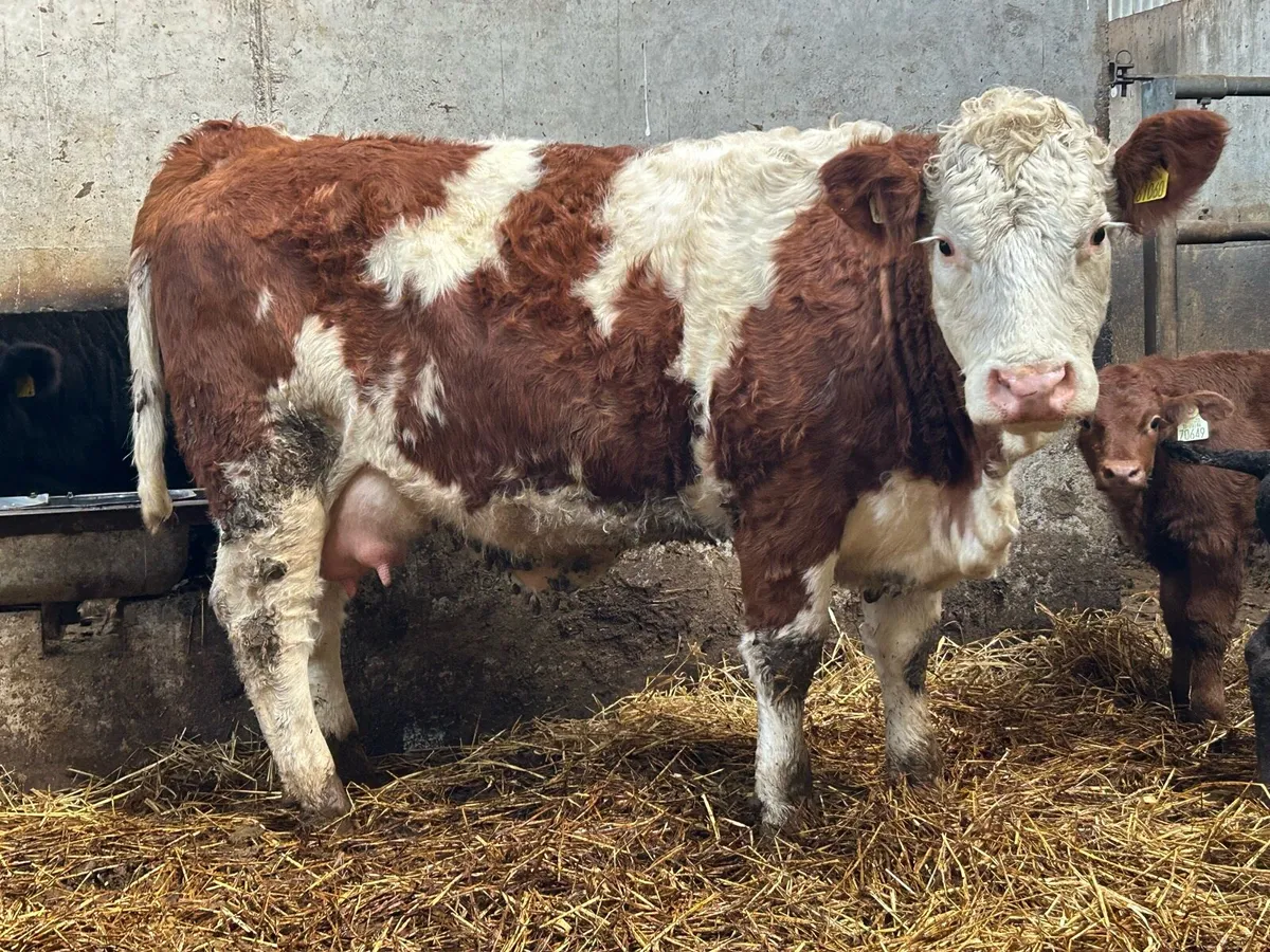 Super first calved simental heifer - Image 1