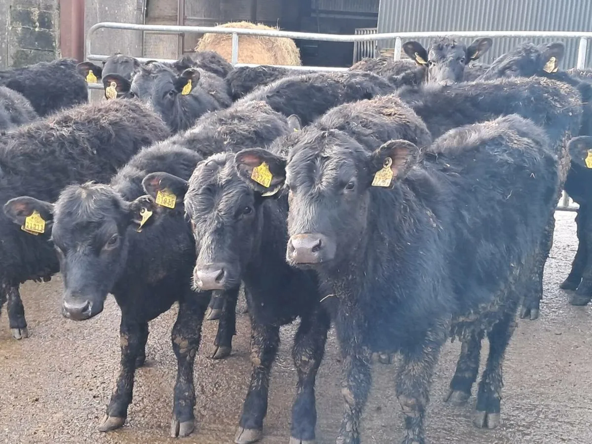 18 ABERDEEN ANGUS HEIFERS - Image 1
