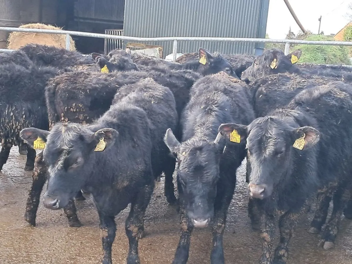 18 ABERDEEN ANGUS HEIFERS - Image 2