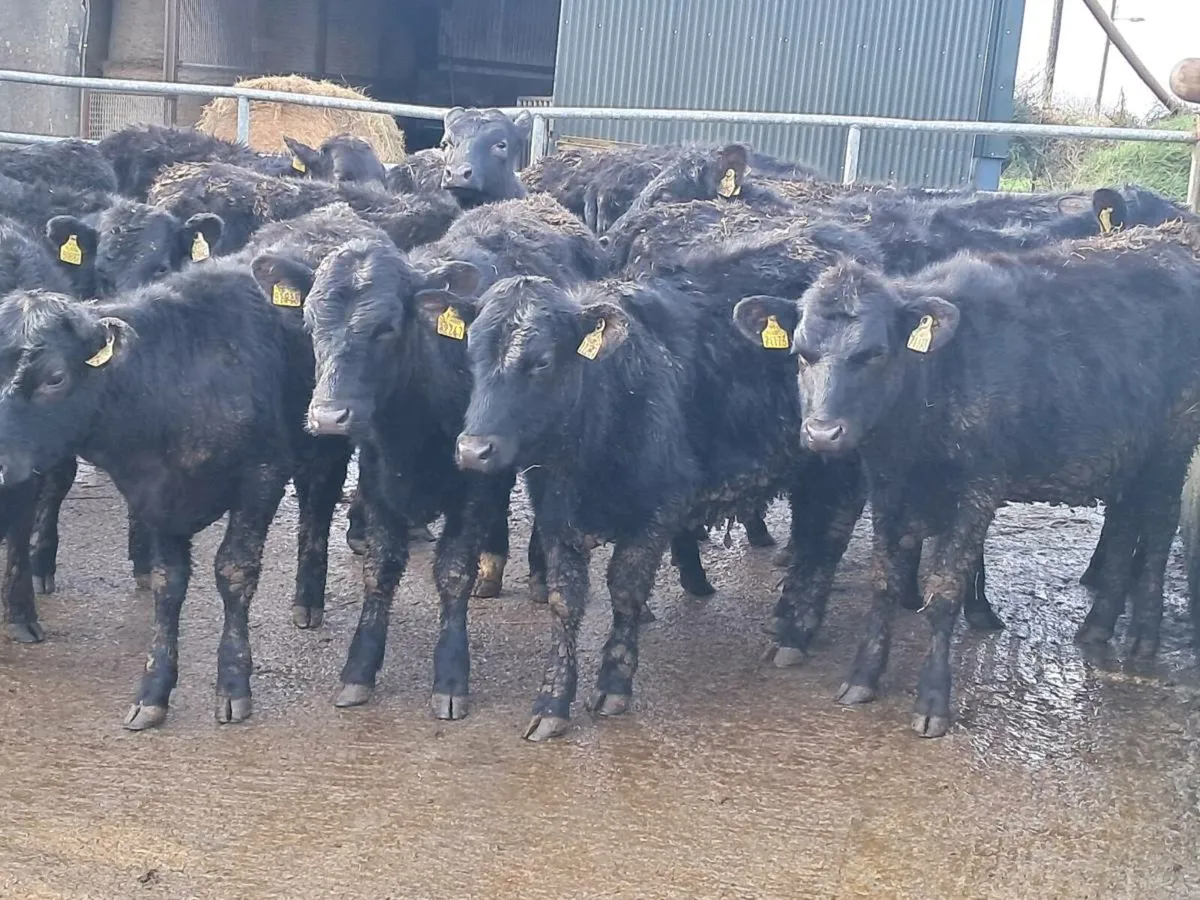 18 ABERDEEN ANGUS HEIFERS - Image 3