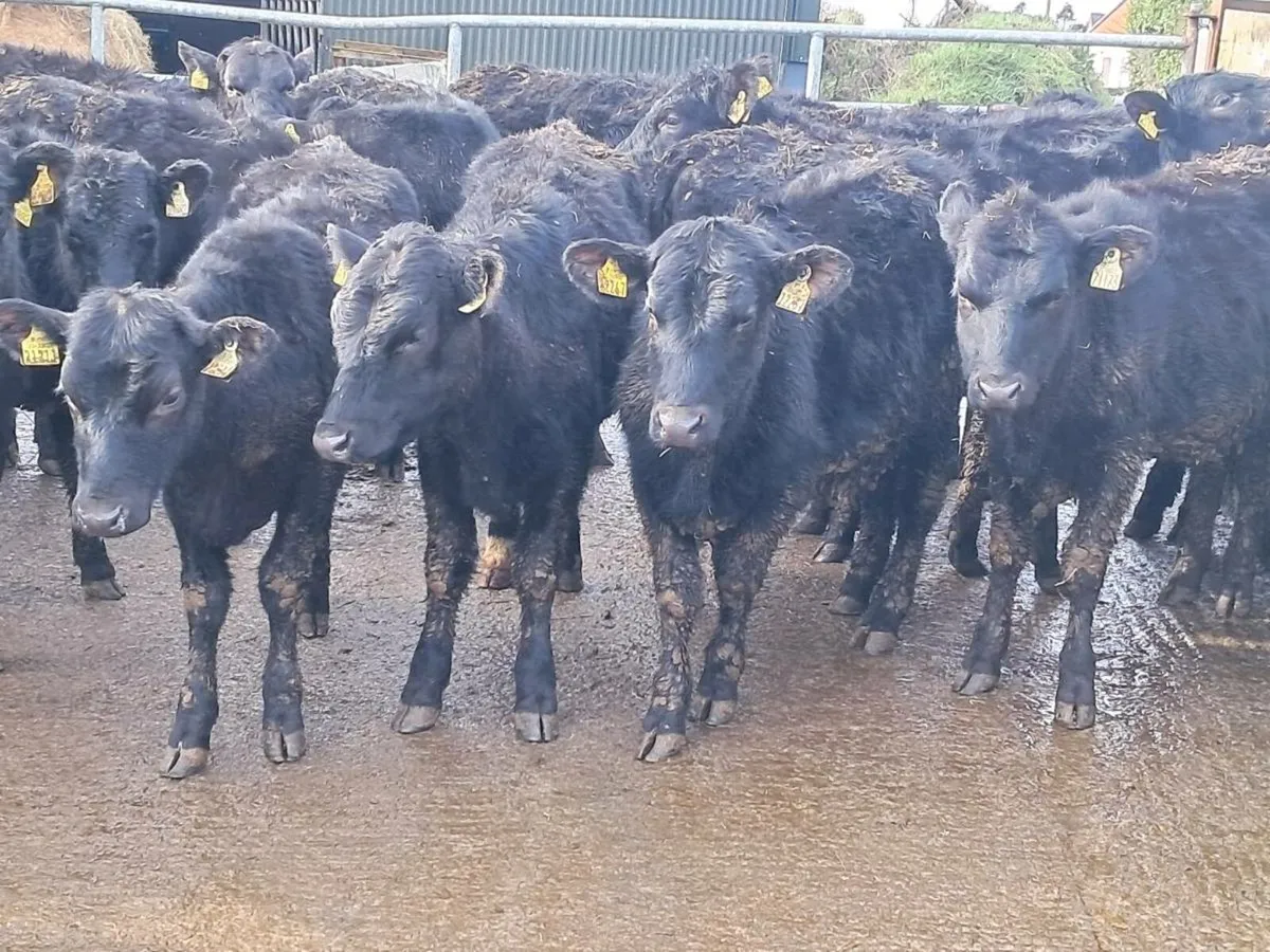 18 ABERDEEN ANGUS HEIFERS - Image 4