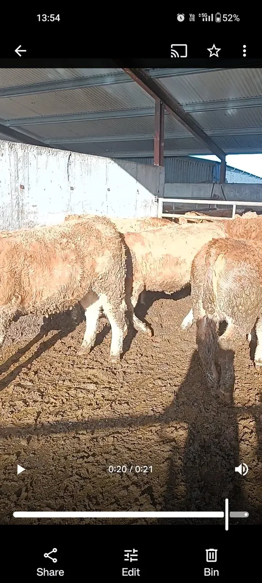 5 lmx heifers - Image 1