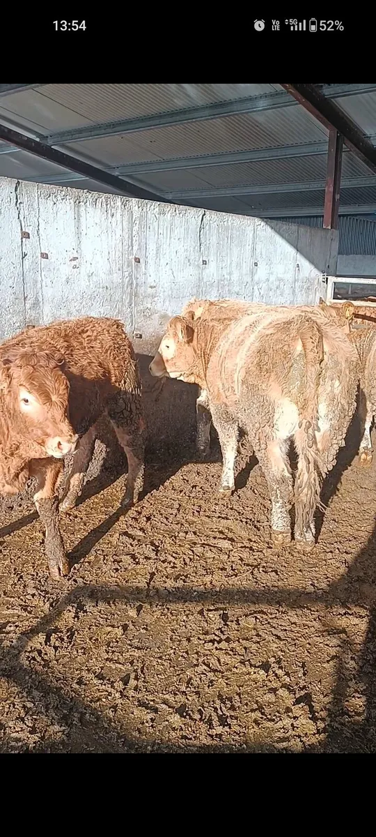 5 lmx heifers - Image 2