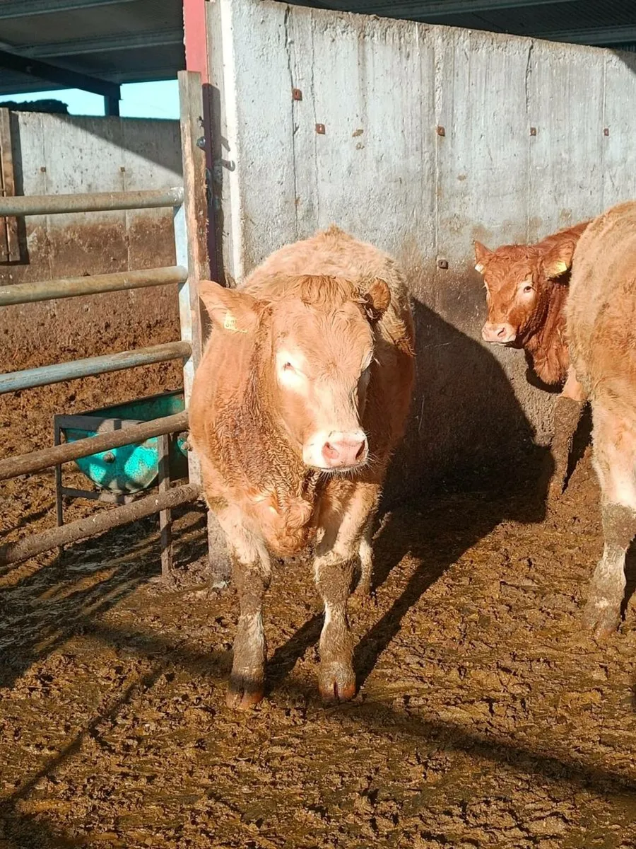 5 lmx heifers - Image 3