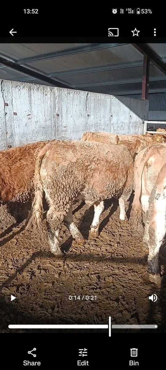 5 lmx heifers - Image 4