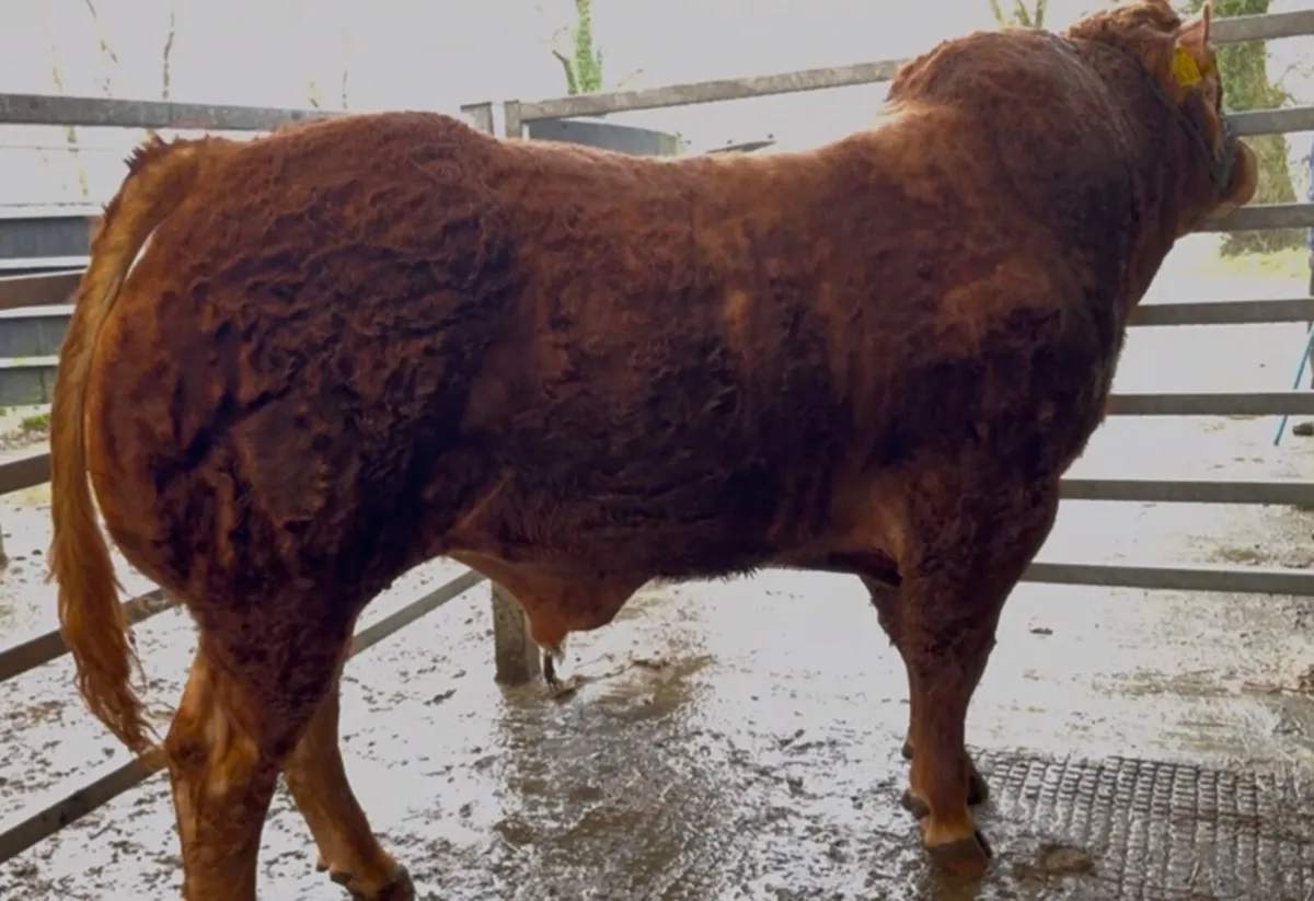 Quality Limousin bull - Image 1