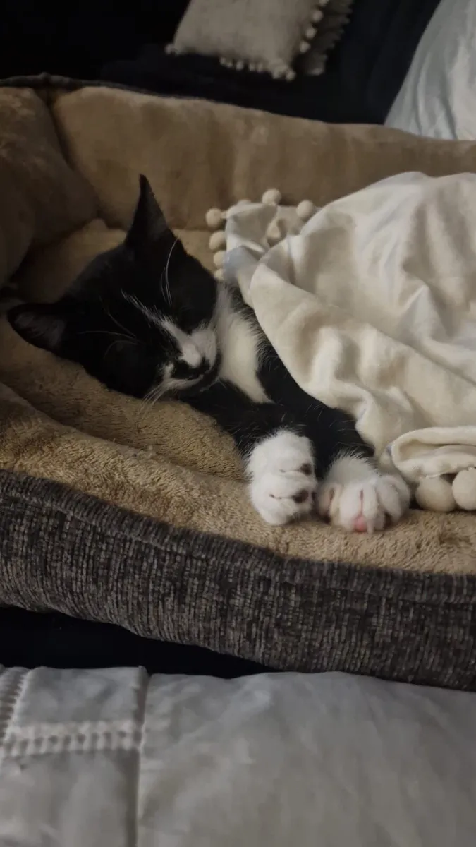 Cat for adoption - Leo - Image 1