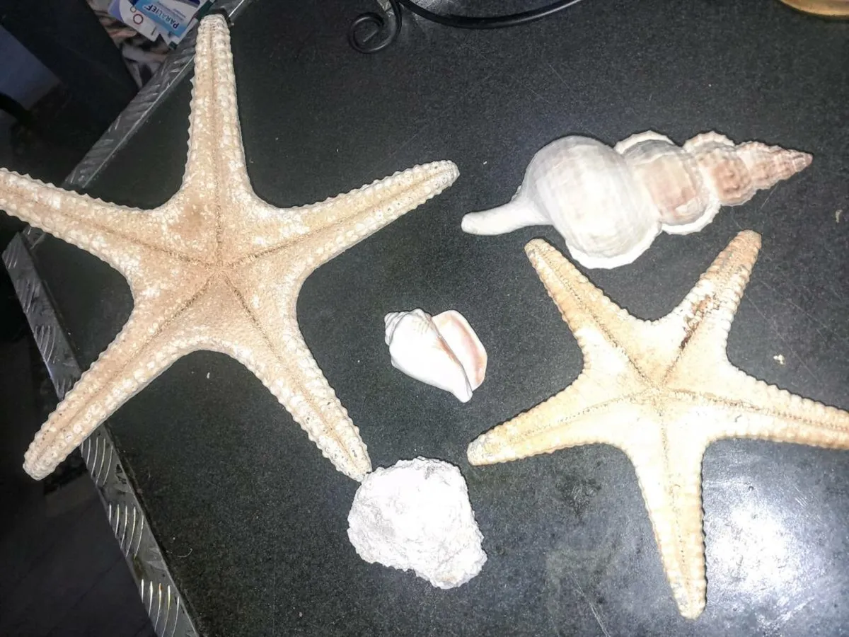 Sea shell,large sea star etc bundle - Image 2