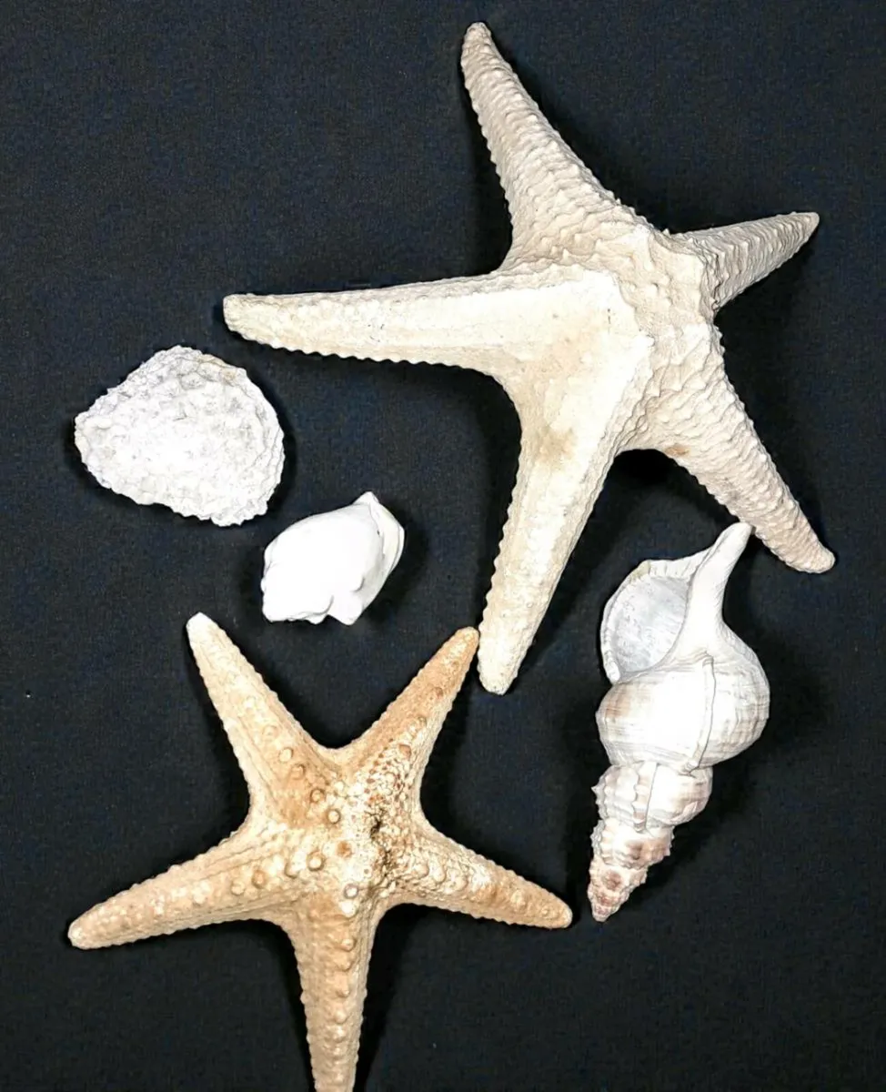 Sea shell,large sea star etc bundle - Image 1