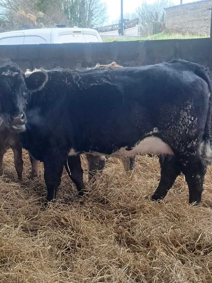 Calfed heifers - Image 1