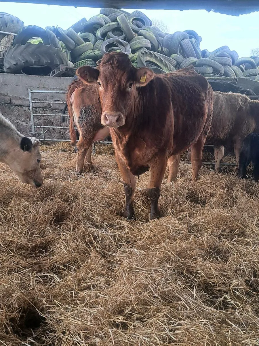 Calfed heifers - Image 3
