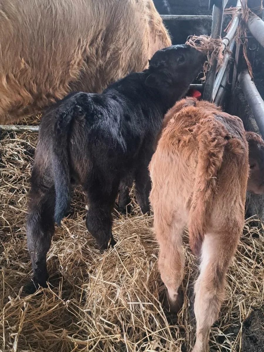 Calfed heifers - Image 2
