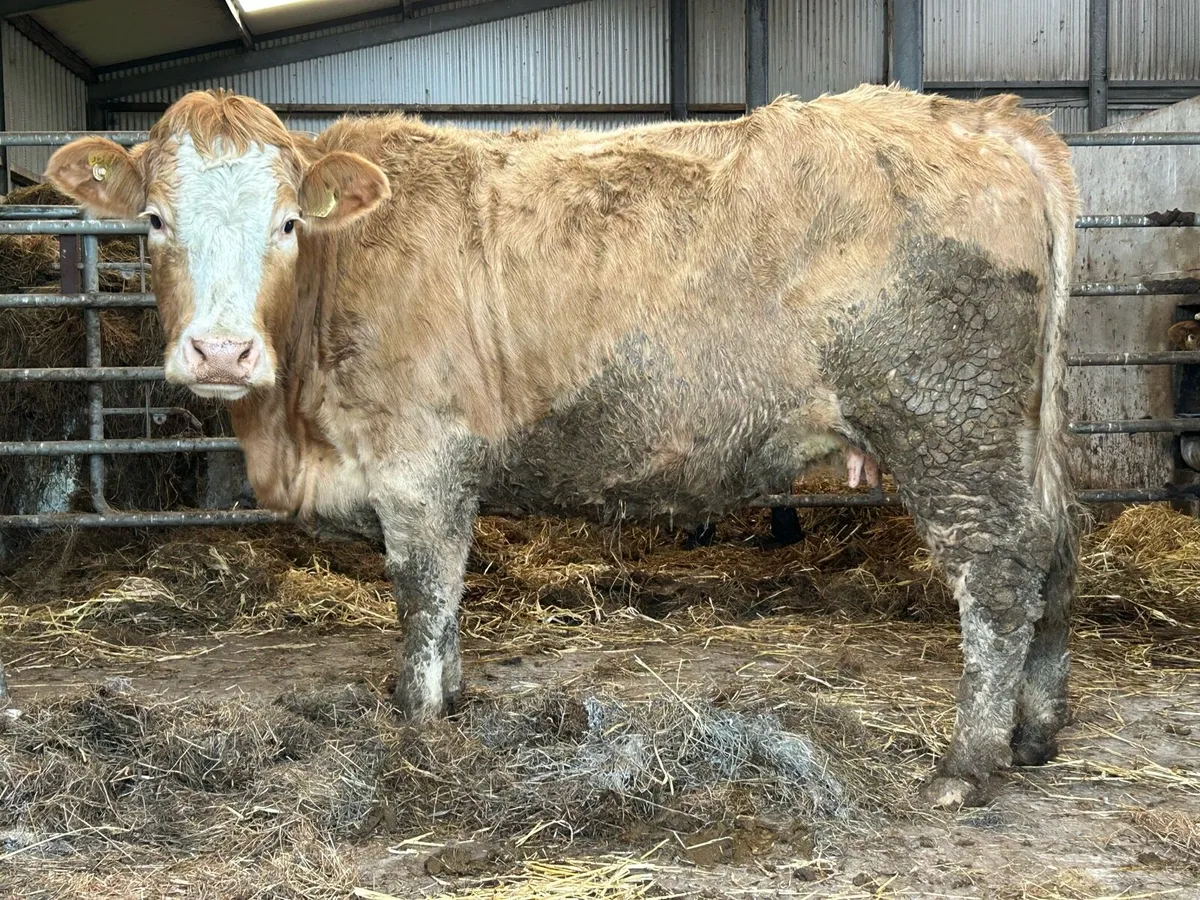 5 star⭐️⭐️⭐️⭐️⭐️ incalf second calver - Image 1