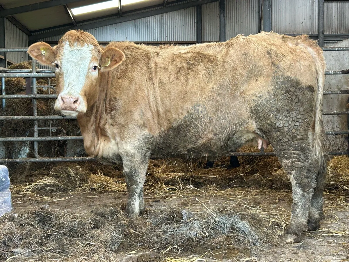 5 star⭐️⭐️⭐️⭐️⭐️ incalf second calver - Image 2