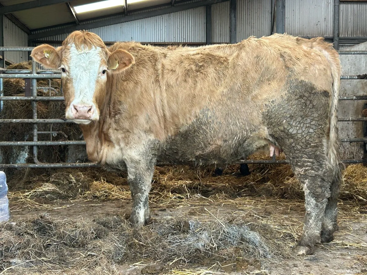 5 star⭐️⭐️⭐️⭐️⭐️ incalf second calver - Image 3