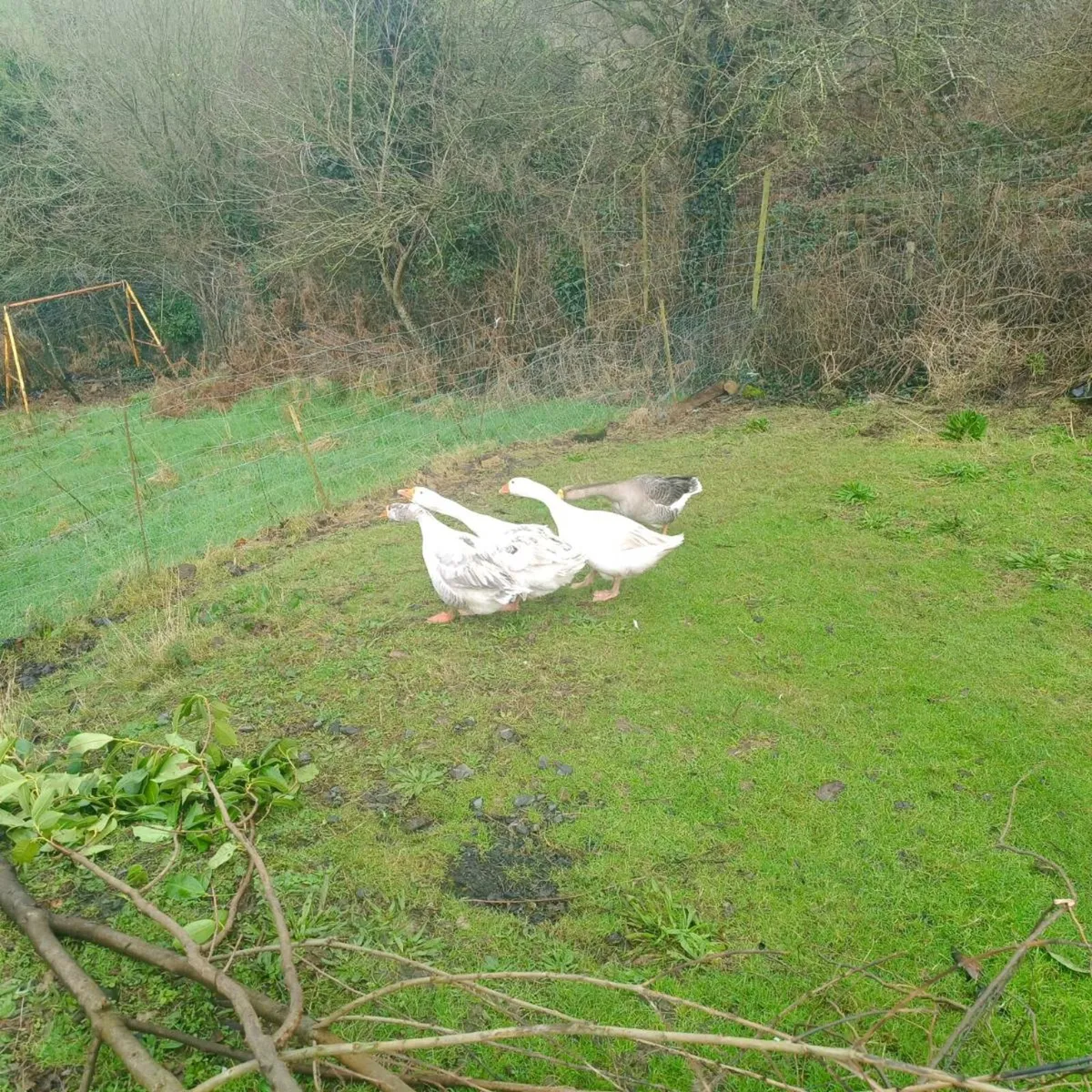 1-2 year old ganders - Image 1