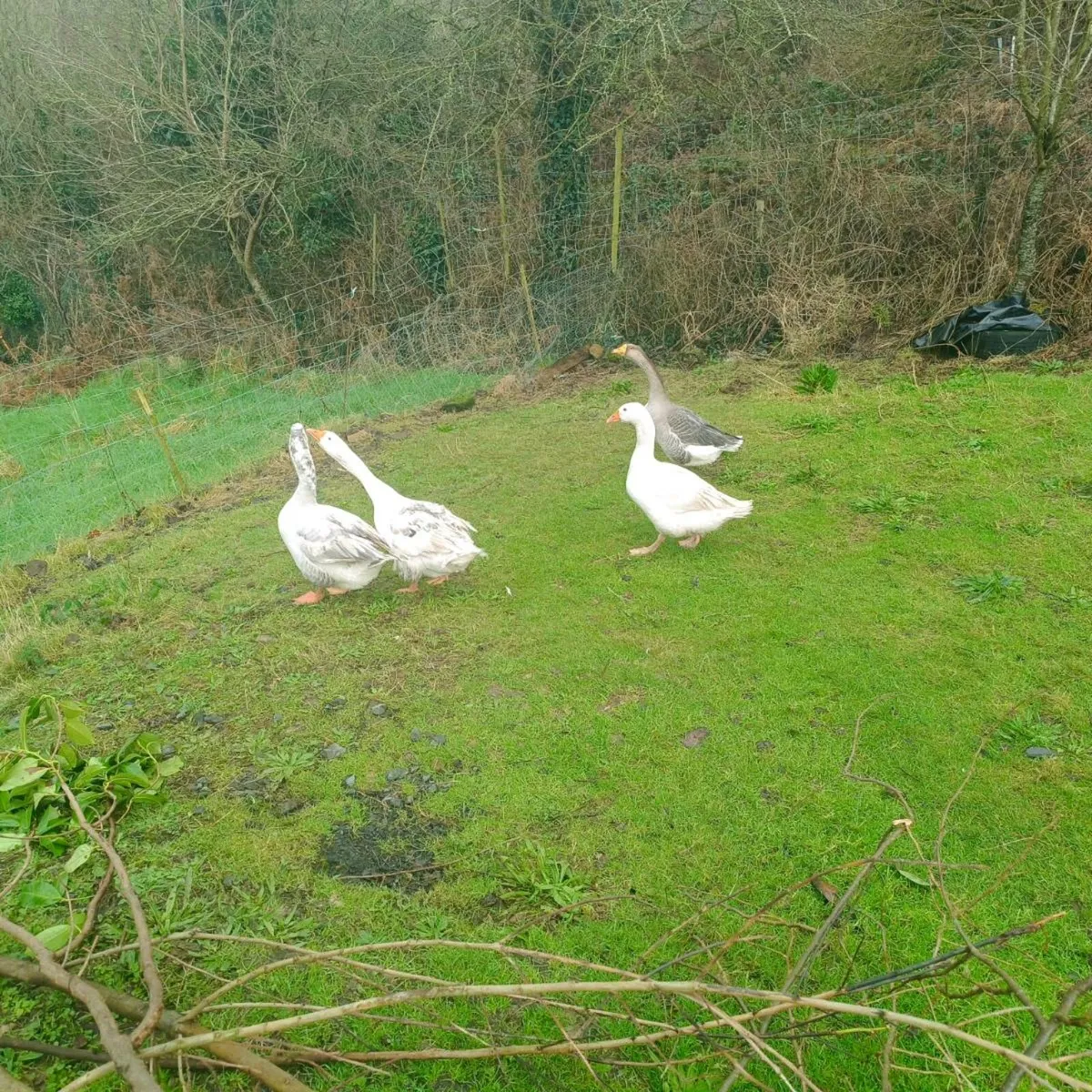 1-2 year old ganders - Image 3