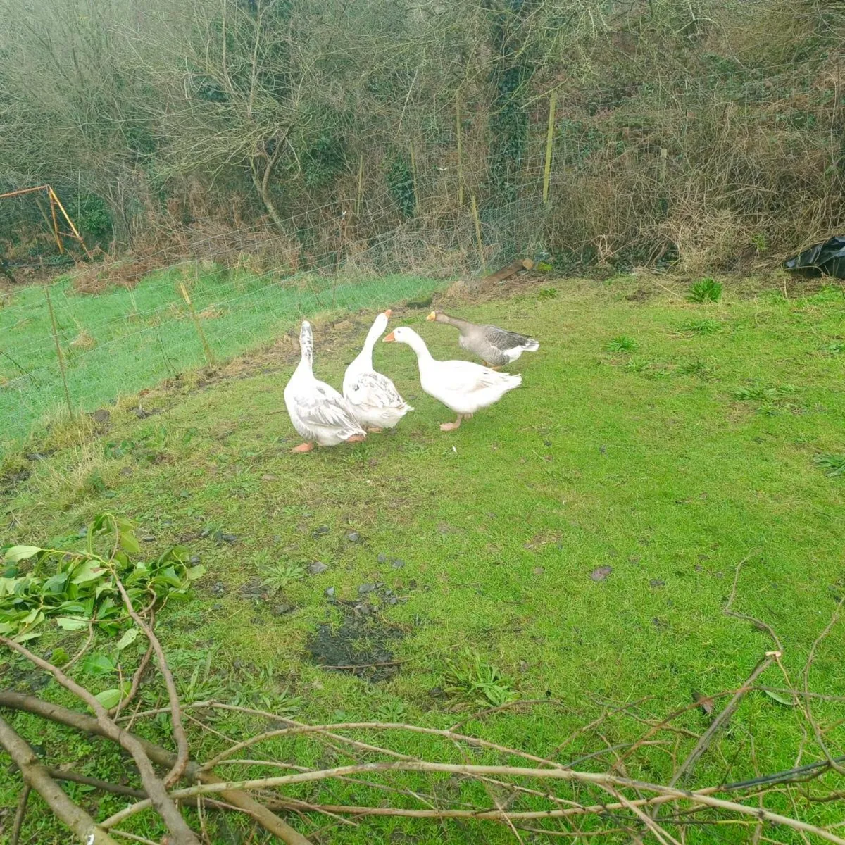 1-2 year old ganders - Image 2