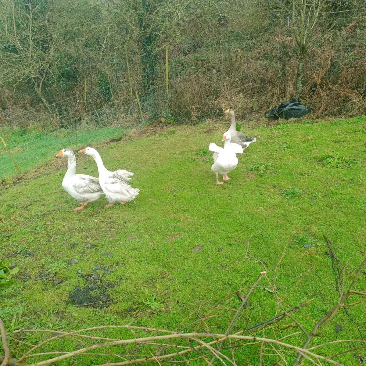 1-2 year old ganders - Image 4