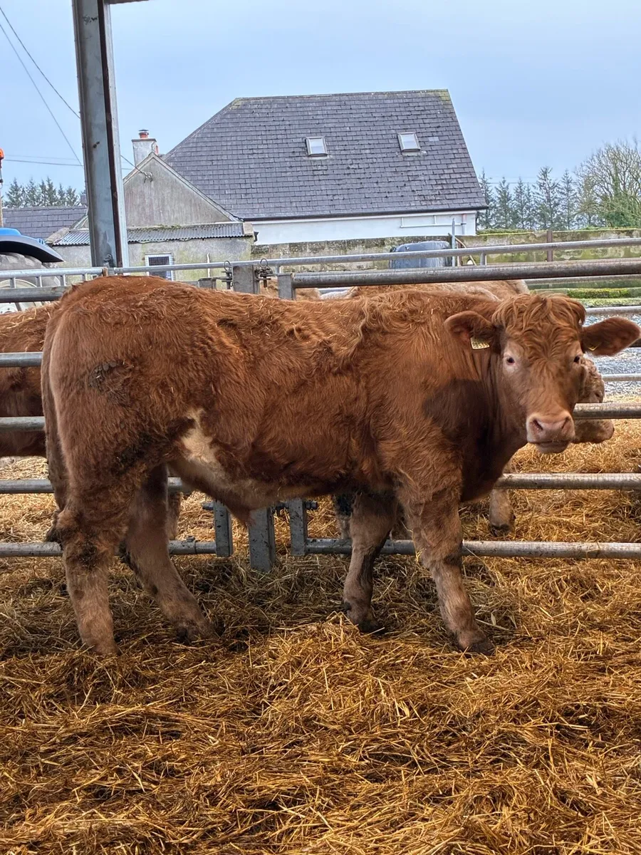 Powerful continental bullocks - Image 1