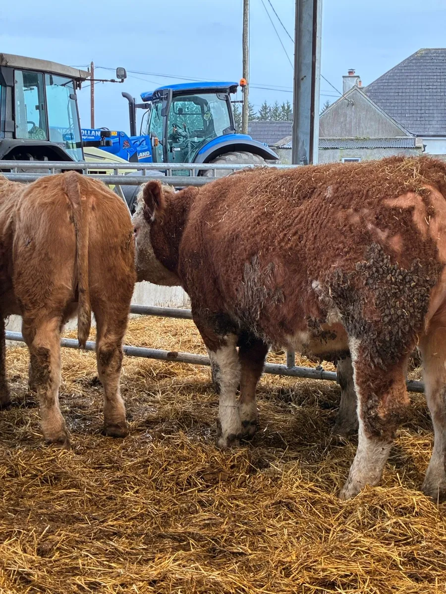 Powerful continental bullocks - Image 2