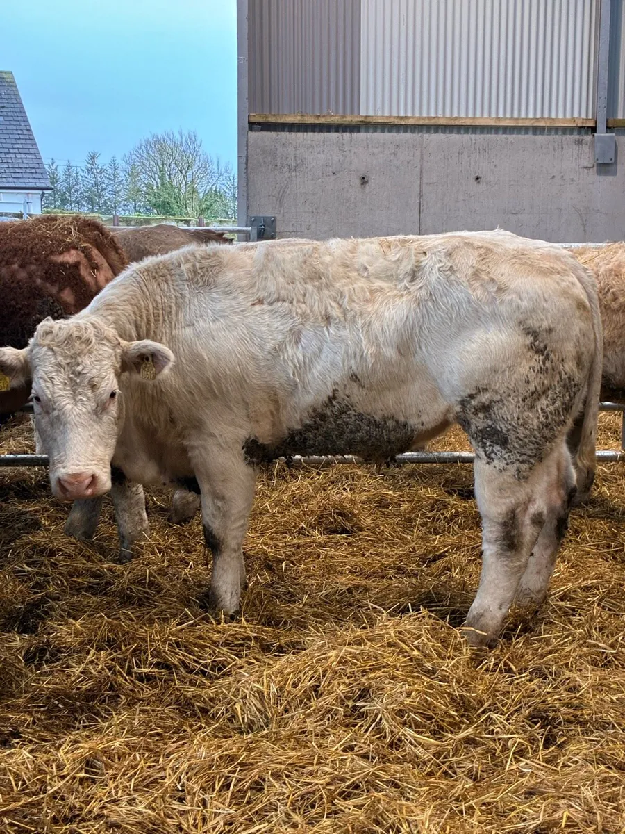 Powerful continental bullocks - Image 3