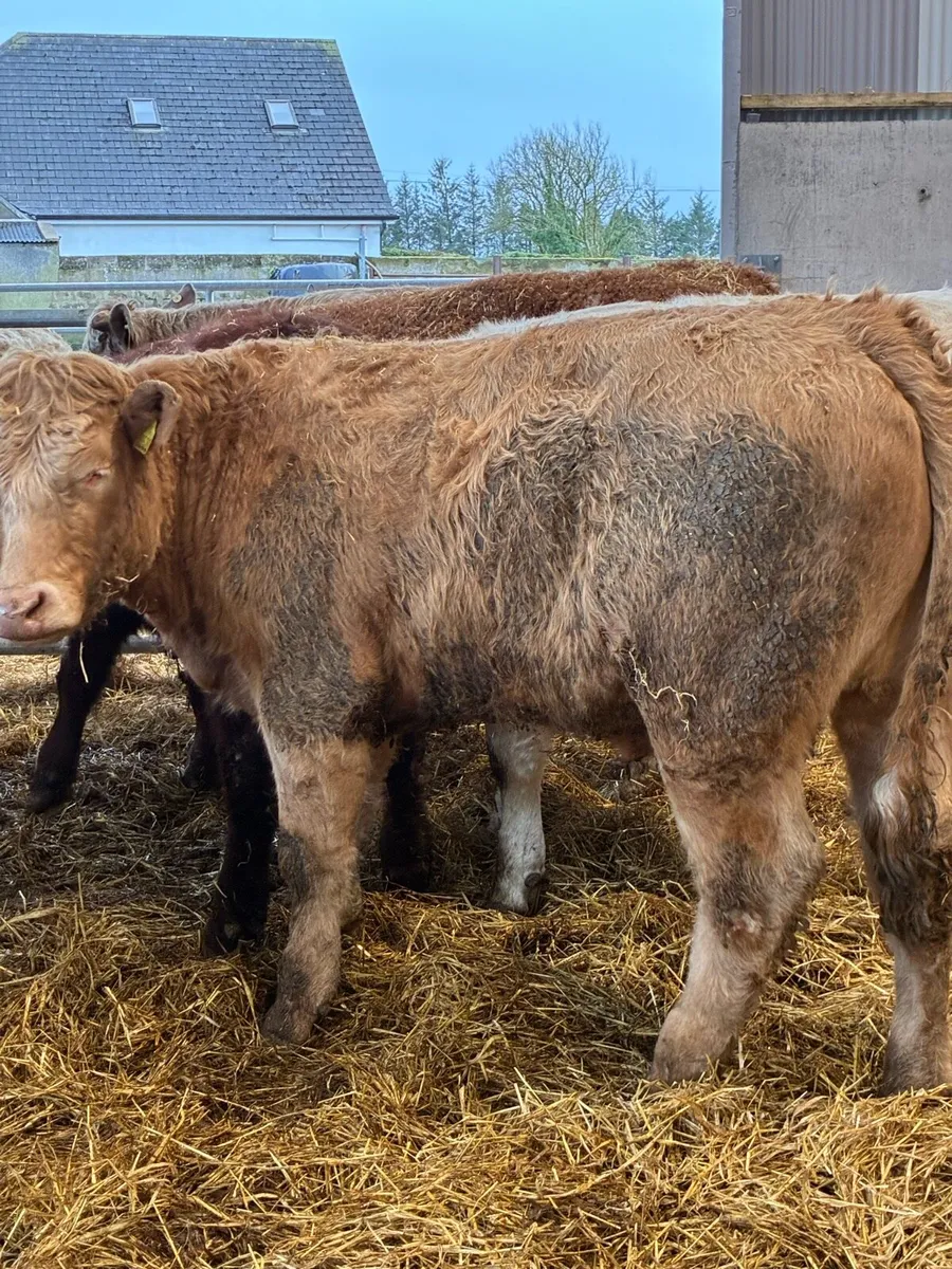 Powerful continental bullocks - Image 4