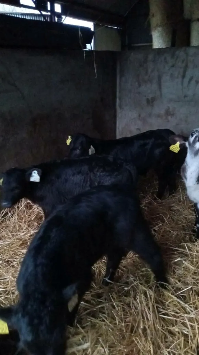 Five smashing calves - Image 3