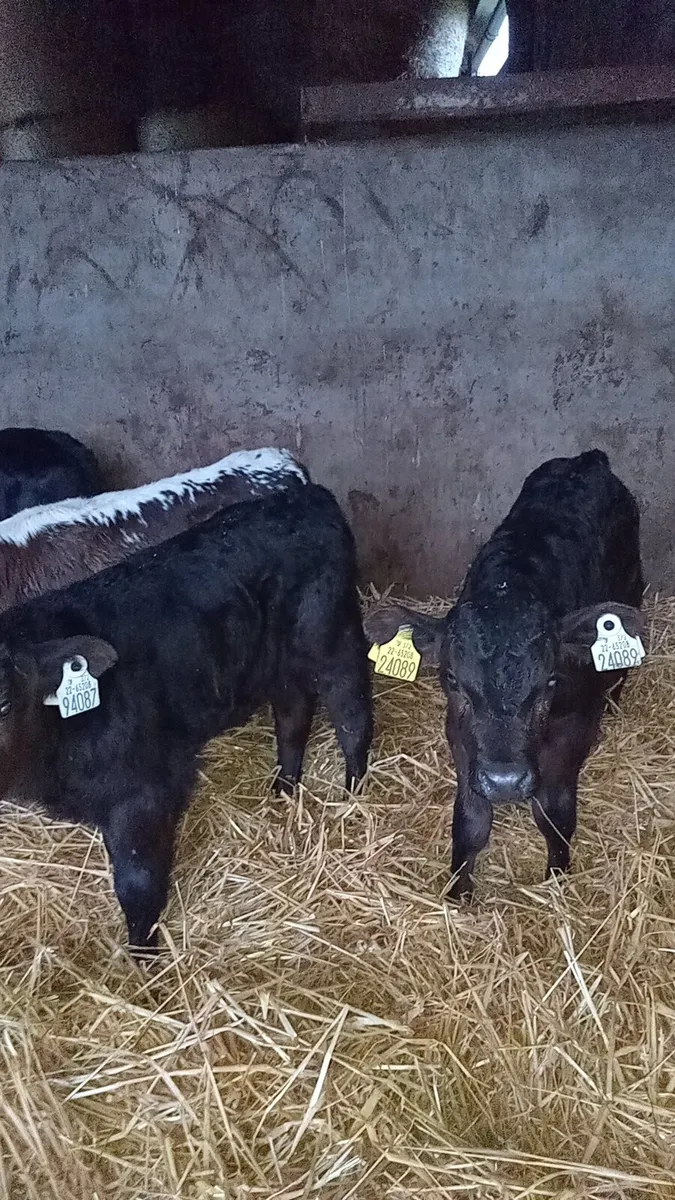 Five smashing calves - Image 1