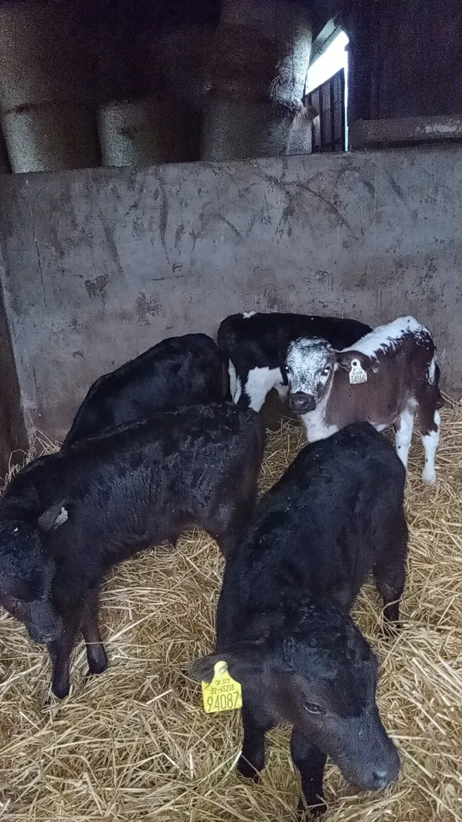 Five smashing calves - Image 4