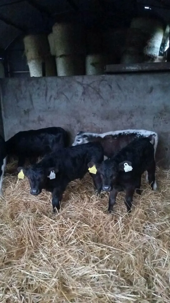 Five smashing calves - Image 2