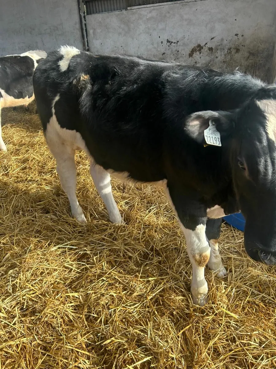 7 FR Weanling Bulls - Image 1