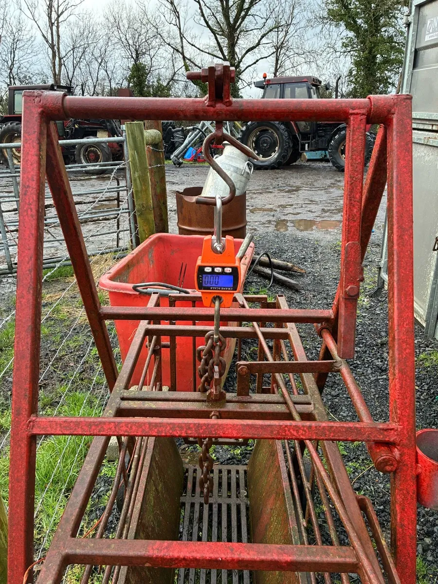 Sheep scales - Image 1