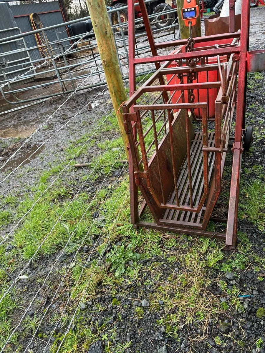 Sheep scales - Image 2