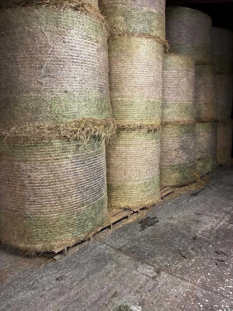 Top Quality Hay - Image 2