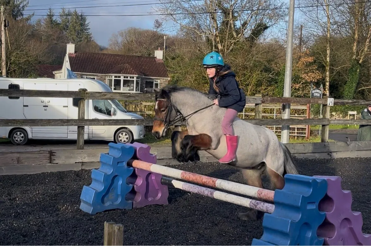 12hh super sweet gelding - Image 1