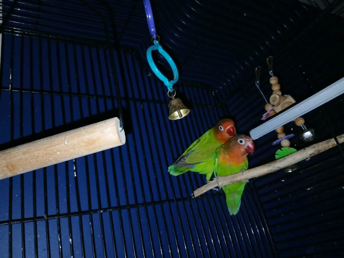 Breeding Pair Of Love Birds