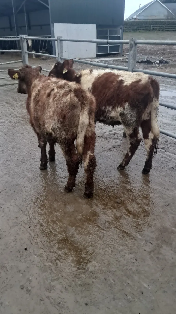 Shorthorn heifers - Image 1