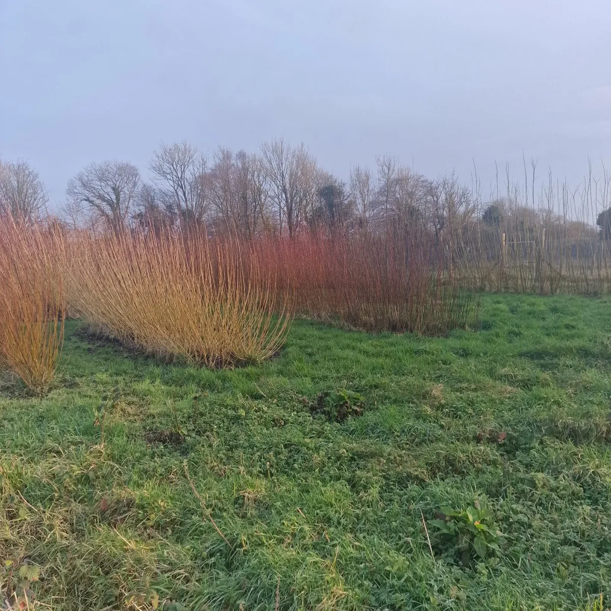 Willow cuttings - Image 3