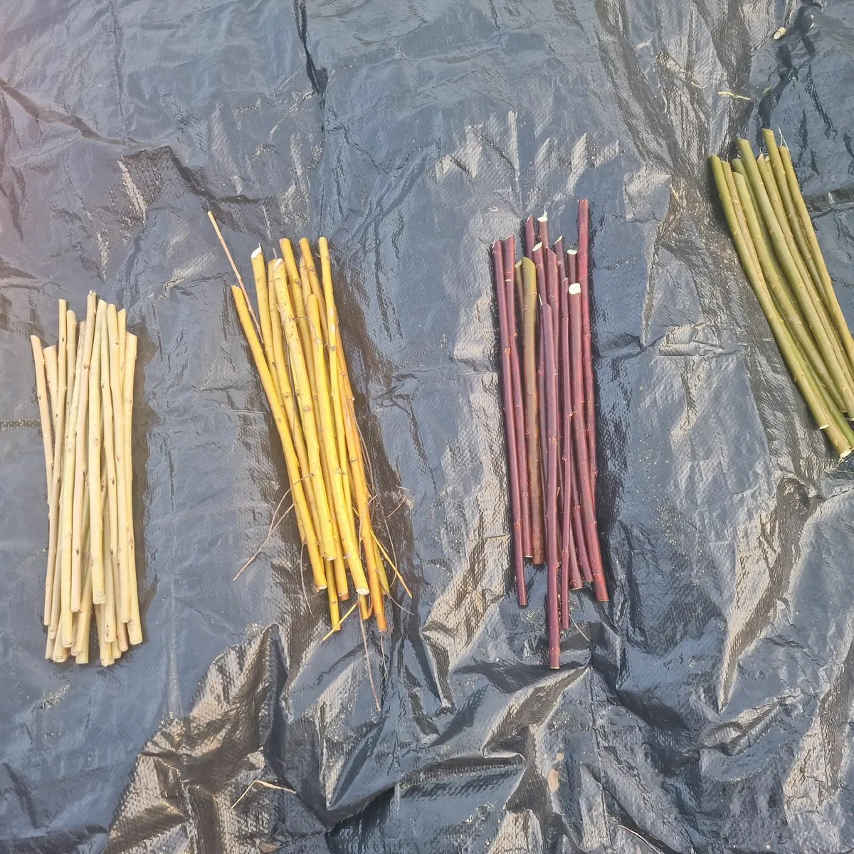 Willow cuttings - Image 2