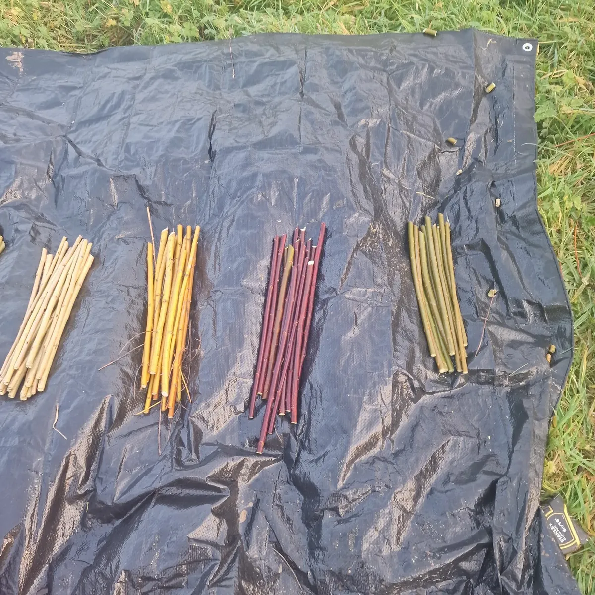 Willow cuttings - Image 4