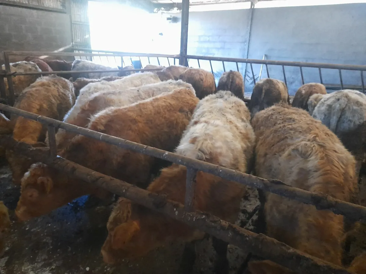 24 char wealans Bullocks - Image 1