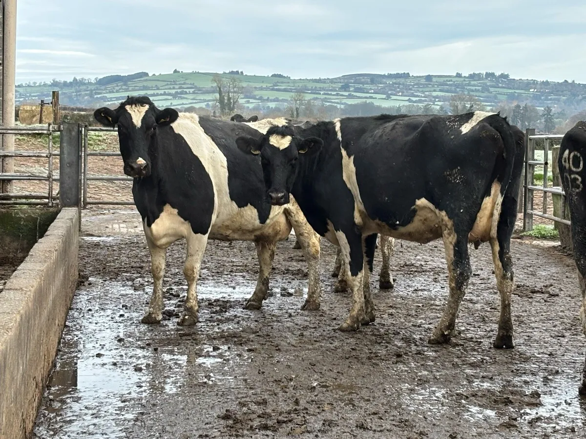 Holstein Friesian Herd For Sale - Image 2