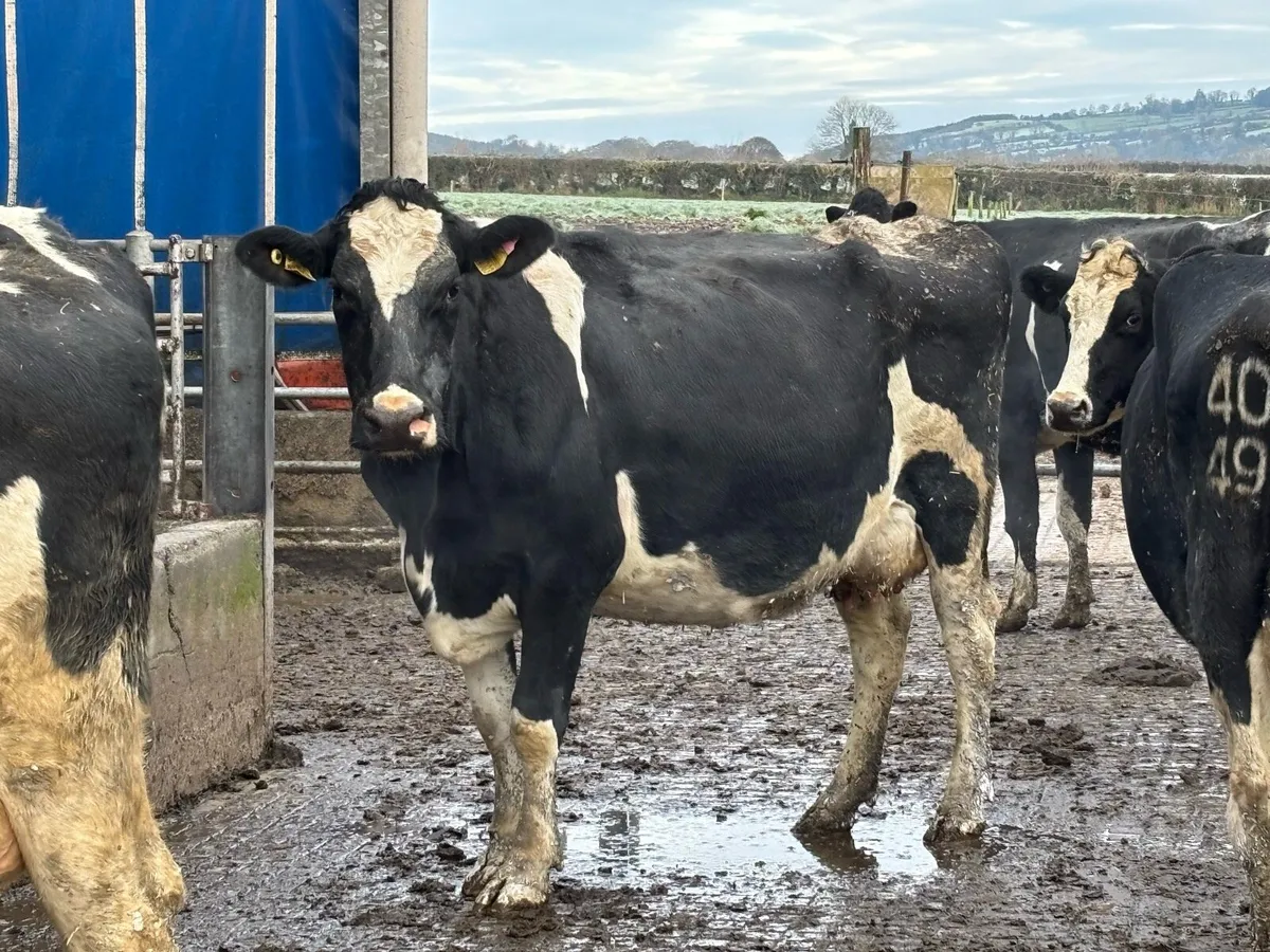 Holstein Friesian Herd For Sale - Image 1
