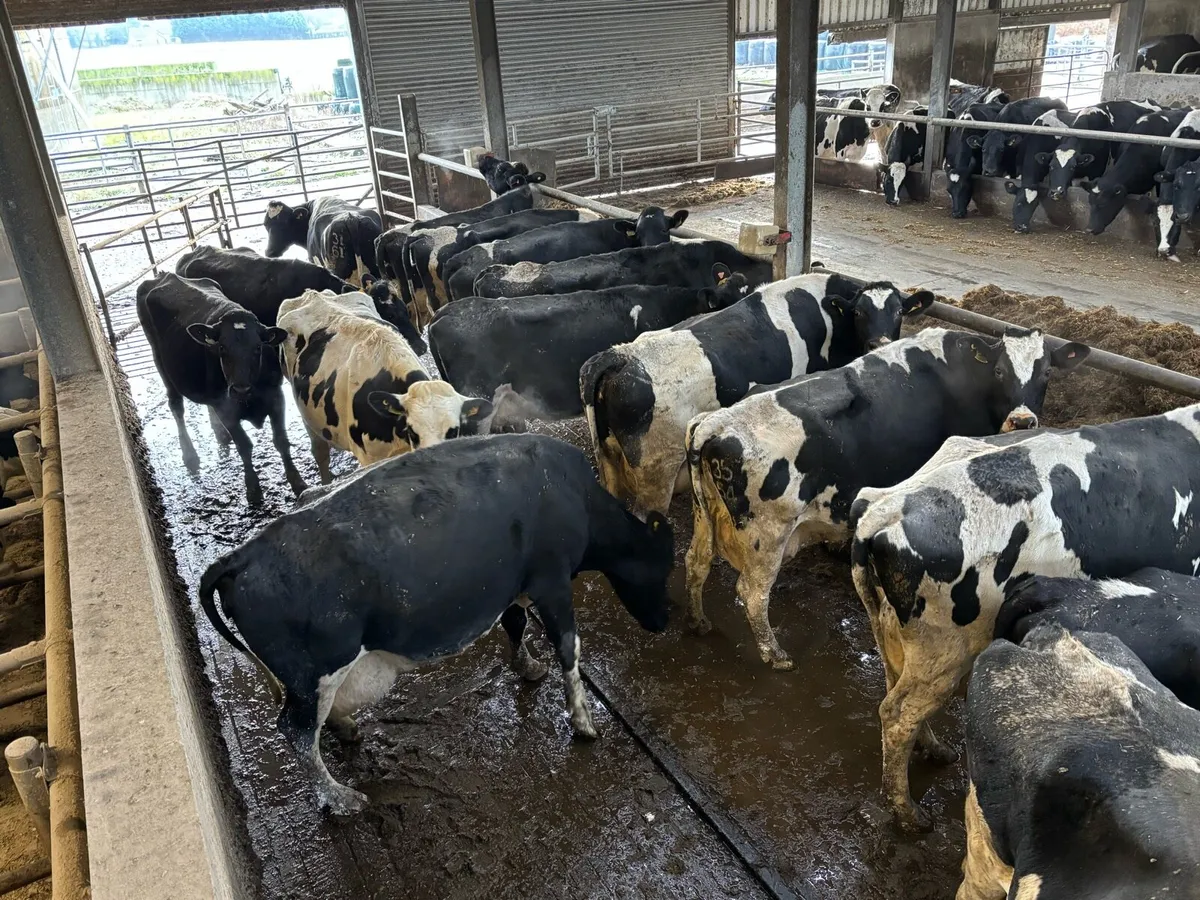 Holstein Friesian Herd For Sale - Image 4