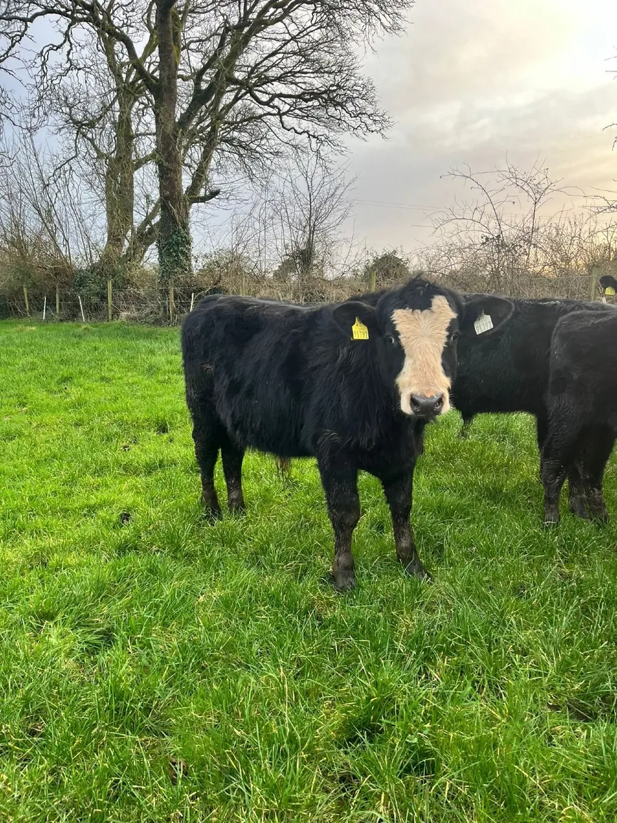 AAX weanling - Image 3