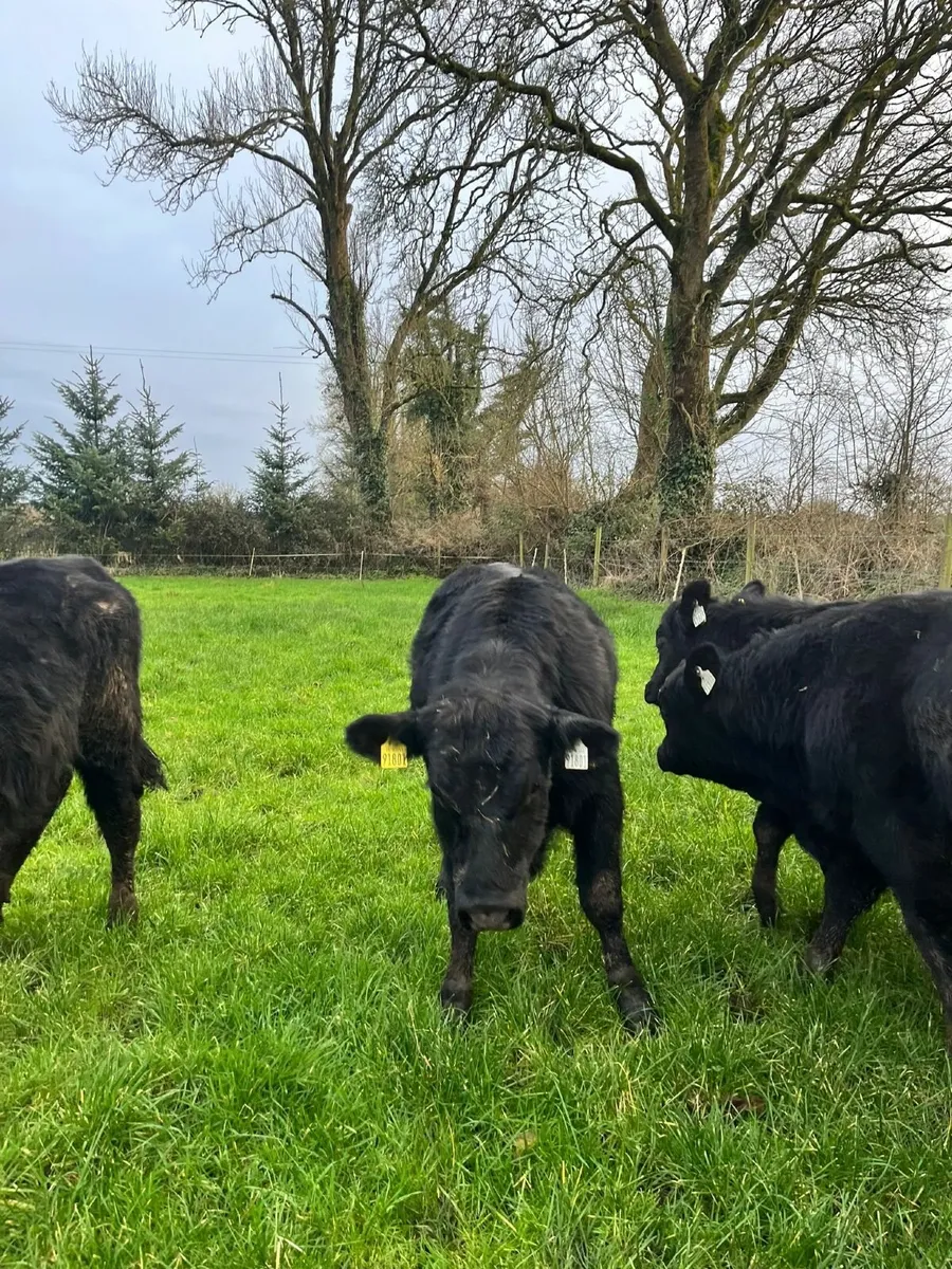 AAX weanling - Image 4