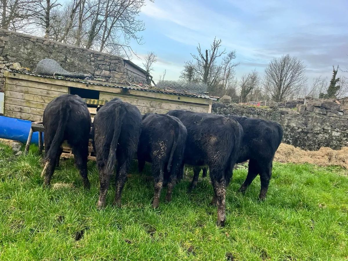 AAX weanling - Image 2